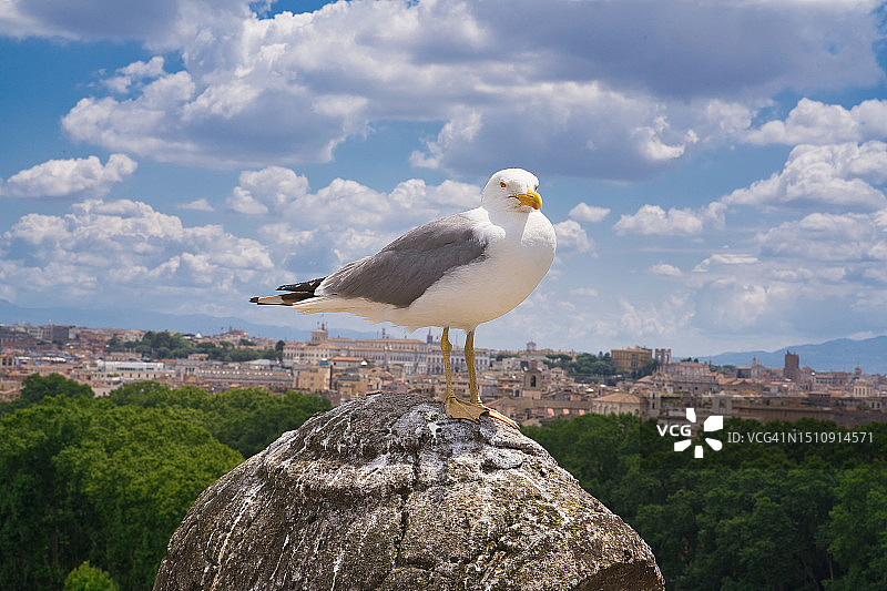 圣天使堡的海鸥图片素材