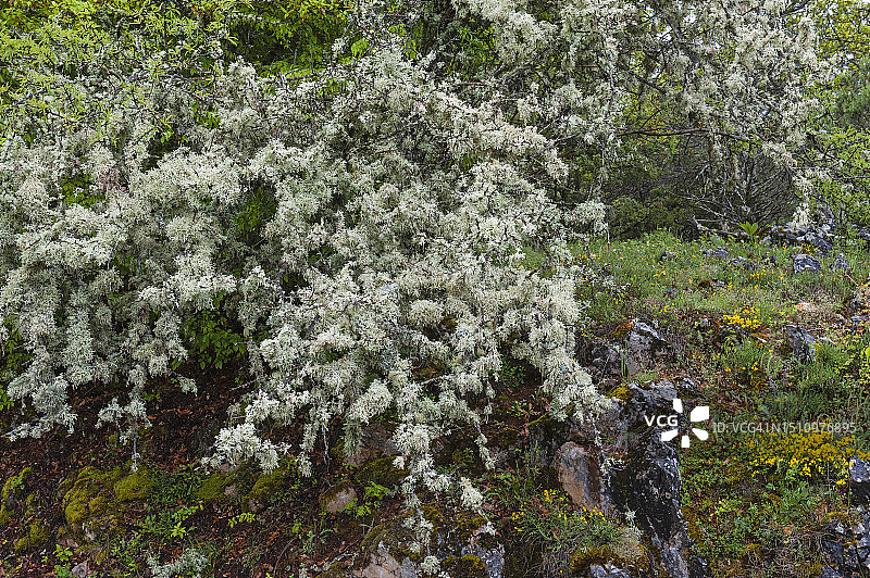 驯鹿石蕊图片素材