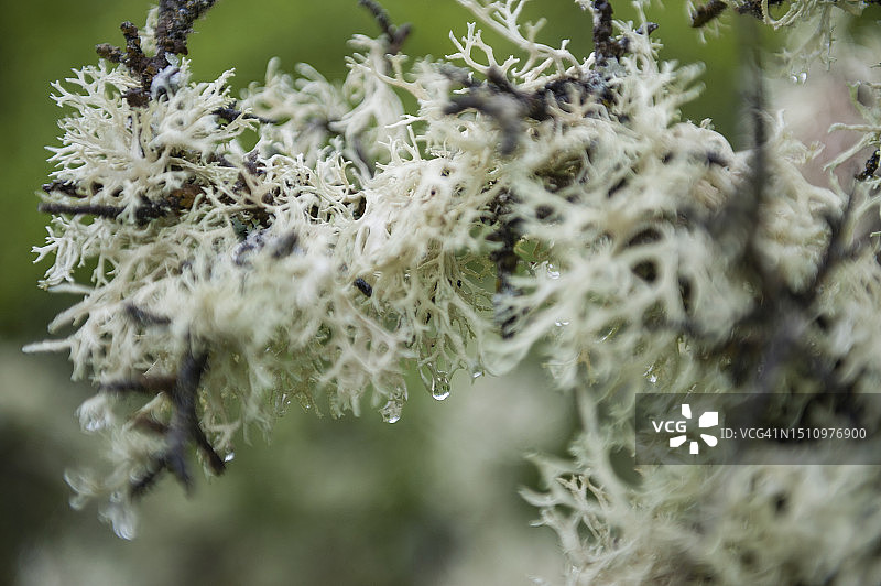 驯鹿石蕊图片素材