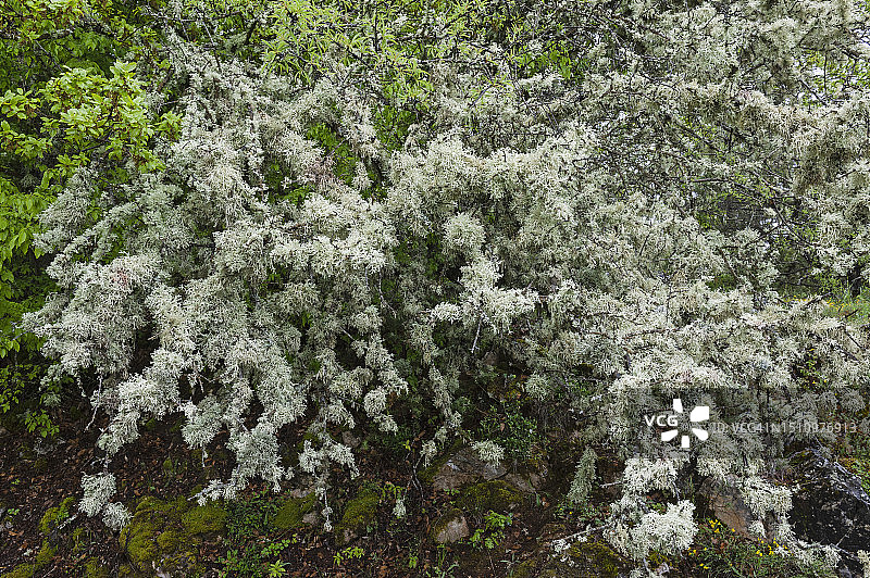驯鹿石蕊图片素材
