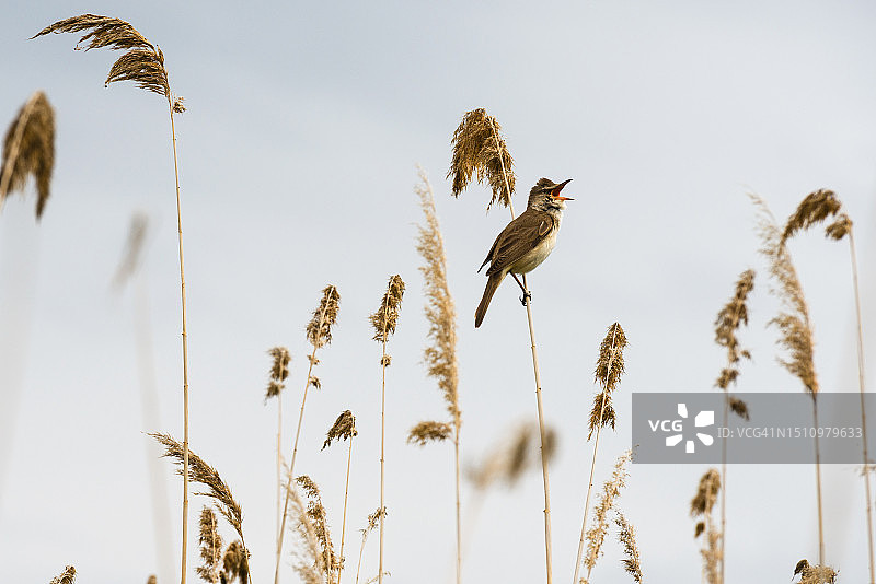 芦苇莺的叫声图片素材
