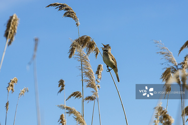 芦苇莺的叫声图片素材