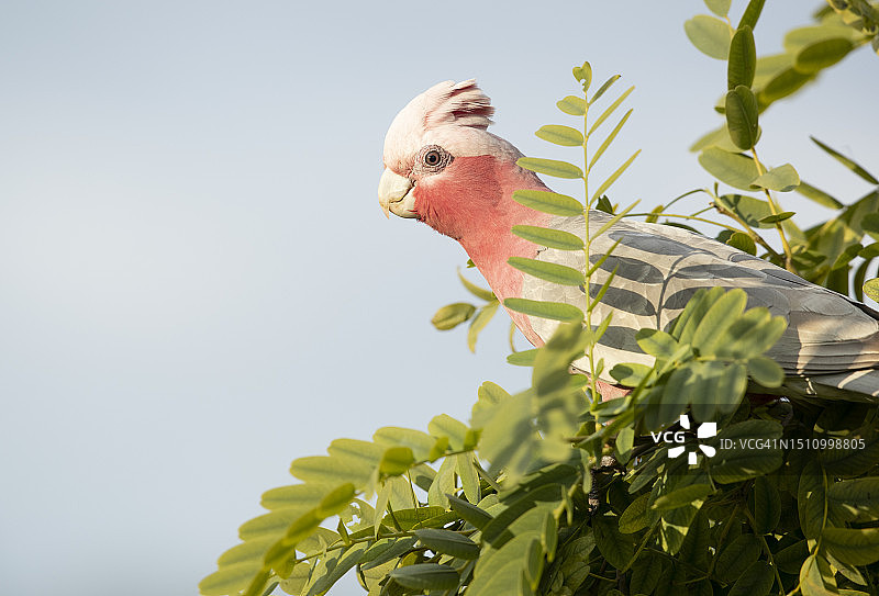 粉红凤头鹦鹉在树上图片素材