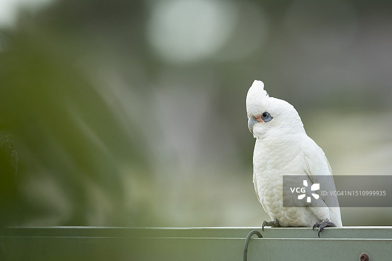 后院栅栏上的白色凤头鹦鹉图片素材
