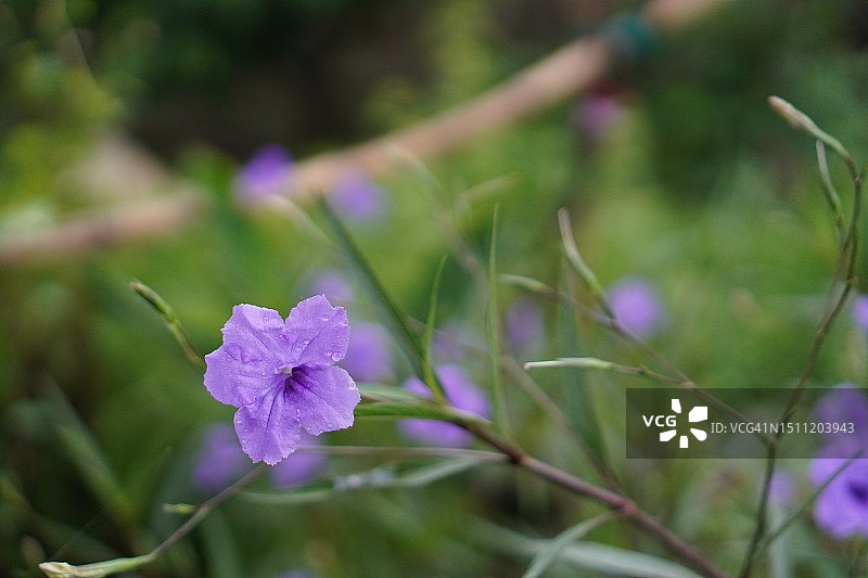 水仙花、水仙花、米尼根、铁根、小白根、爆豆荚、Cracker plant、traino、Toi ting ACANTHACEAE、Britton 's Wild、墨西哥风铃花、矮牵牛紫罗兰花，在自然背景下在花园里盛开图片素材