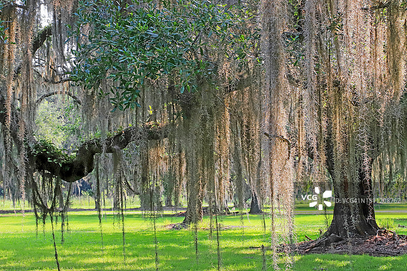 挂满西班牙苔藓的老橡树图片素材