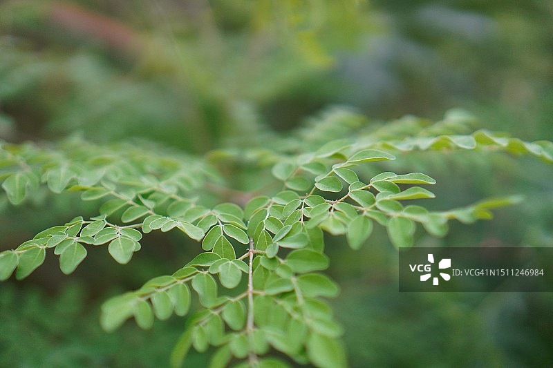 辣木叶图片素材