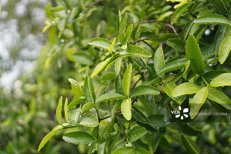 朥饼果树的绿叶，自然背景图片素材
