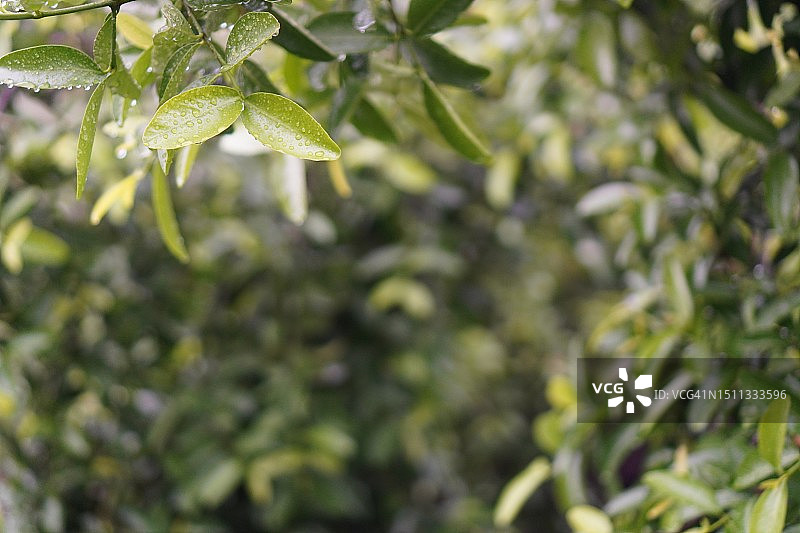 朥饼果树的绿叶，自然背景图片素材