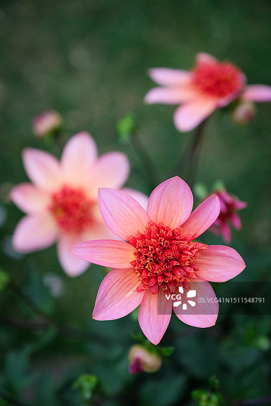 美丽的“完全橘色”大丽花图片素材