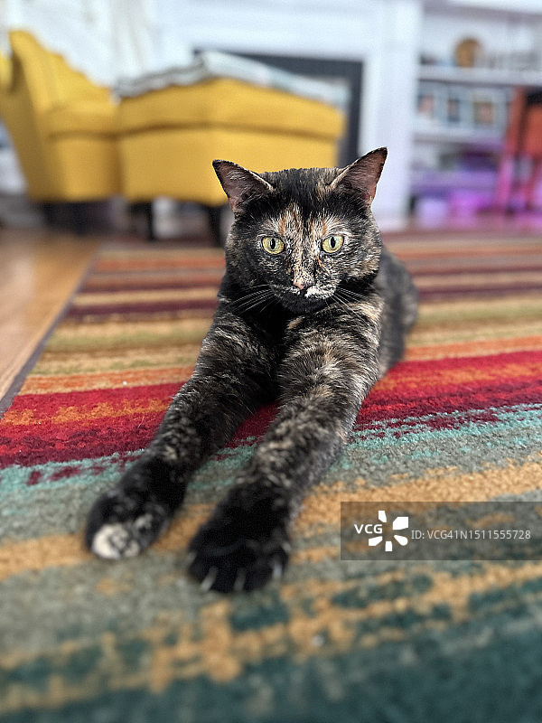 宠物猫休息并摆姿势图片素材