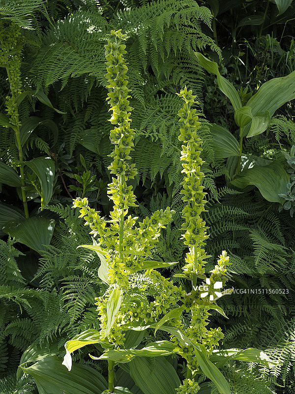 绿藜芦，印度商陆，印度嚏根草，假嚏根草图片素材