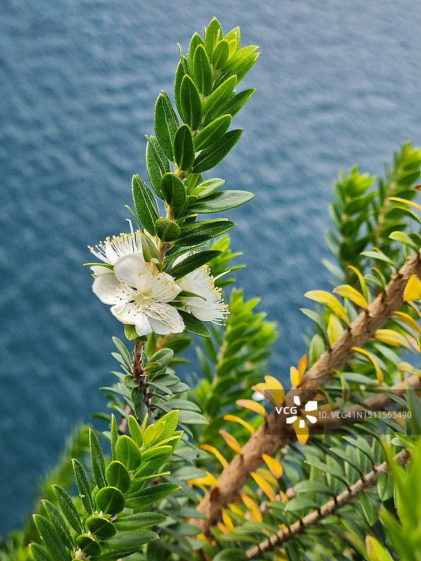 马焦雷湖岸边开花的香桃木图片素材