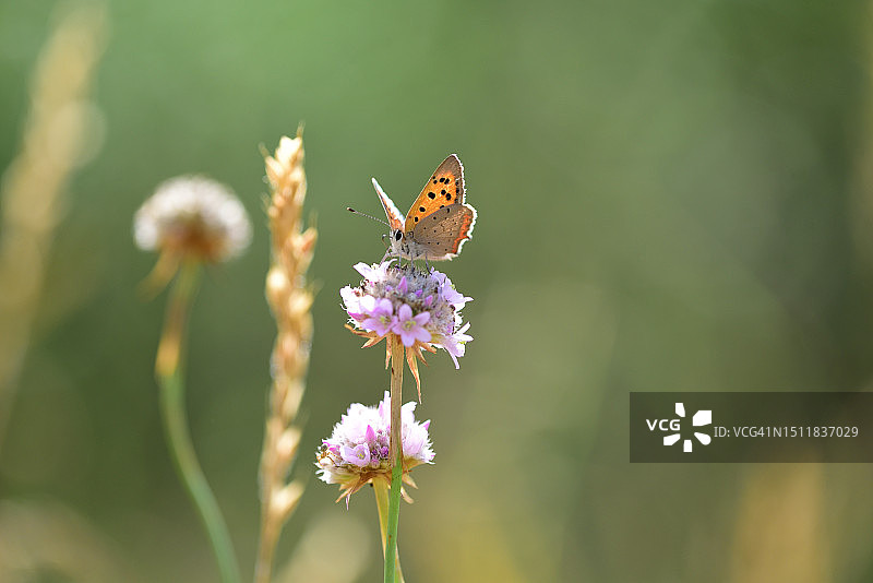 夏季草地上的蝴蝶图片素材