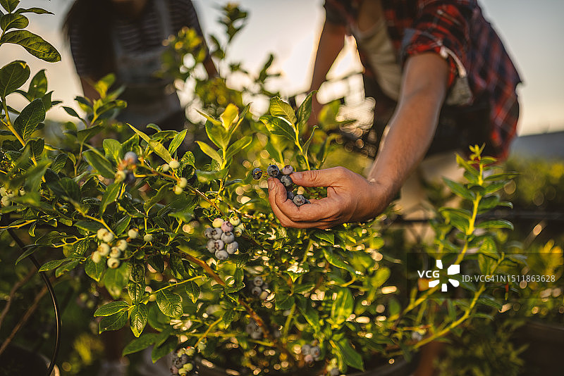 有机农场的蓝莓采摘图片素材