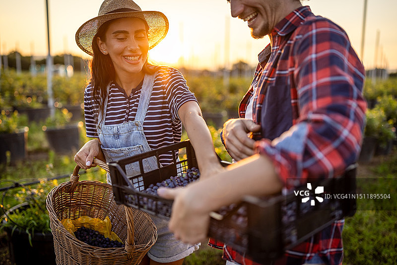 一对农民夫妇在种植园采摘蓝莓图片素材
