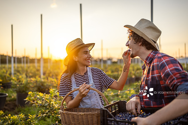 一对农民在蓝莓种植园图片素材
