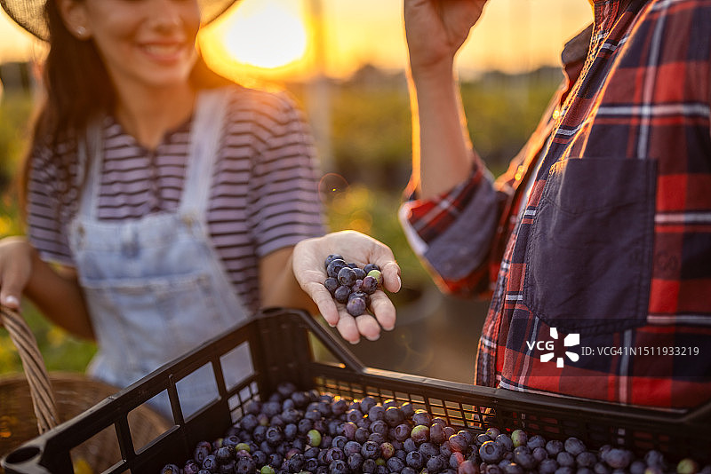 一对农民夫妇在种植园采摘蓝莓图片素材