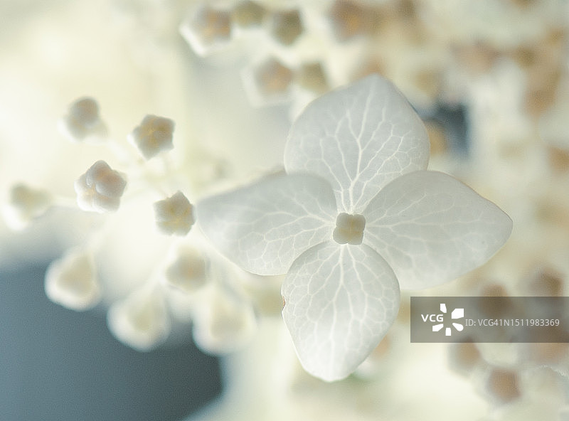 白色小绣球花图片素材