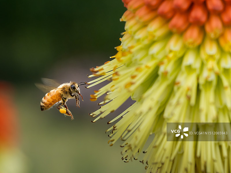 飞行中的蜜蜂图片素材