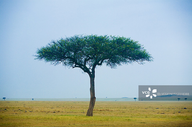 肯尼亚的非洲金合欢树景观图片素材