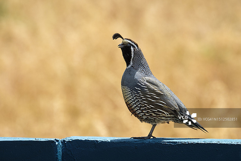 栖息在蓝色墙壁上的雄性鹌鹑图片素材
