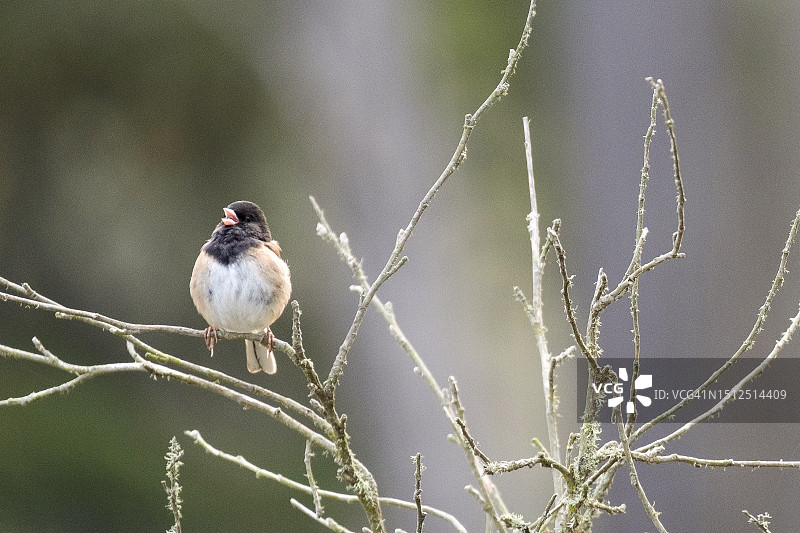 黑眼灯草雀在树枝上唱歌图片素材