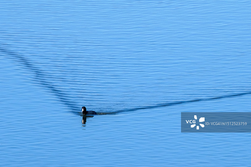 蓝色海湾中一只孤单的骨顶鸡图片素材