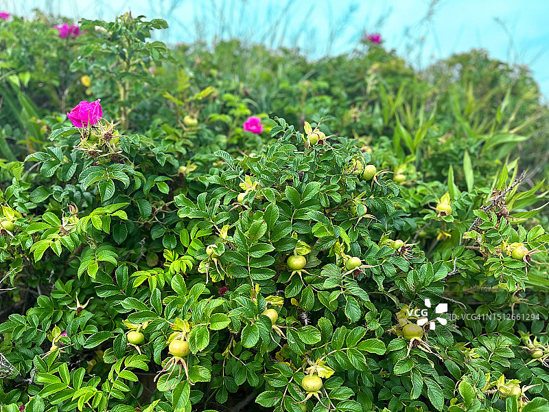 “海滩玫瑰”植物的壮丽景观背景图片素材