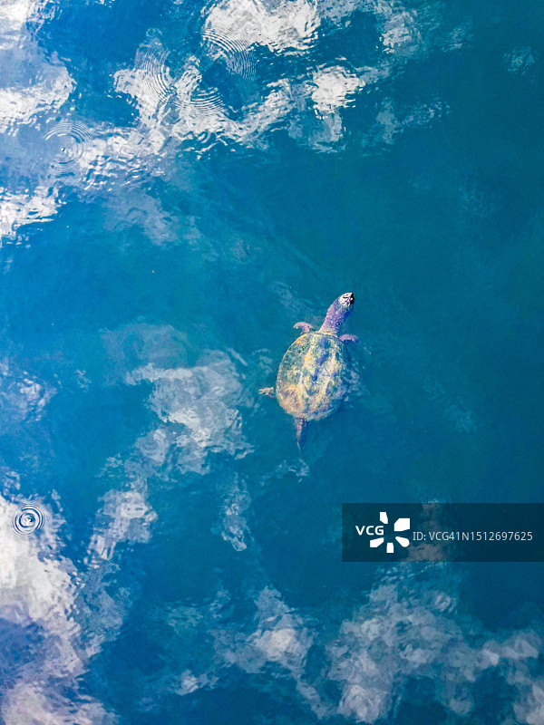 乌龟在波科诺斯湖中游泳图片素材