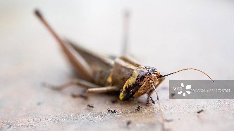 黑蚂蚁在死蚱蜢身上爬行图片素材