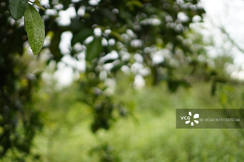 朥饼果树的绿叶，自然背景图片素材