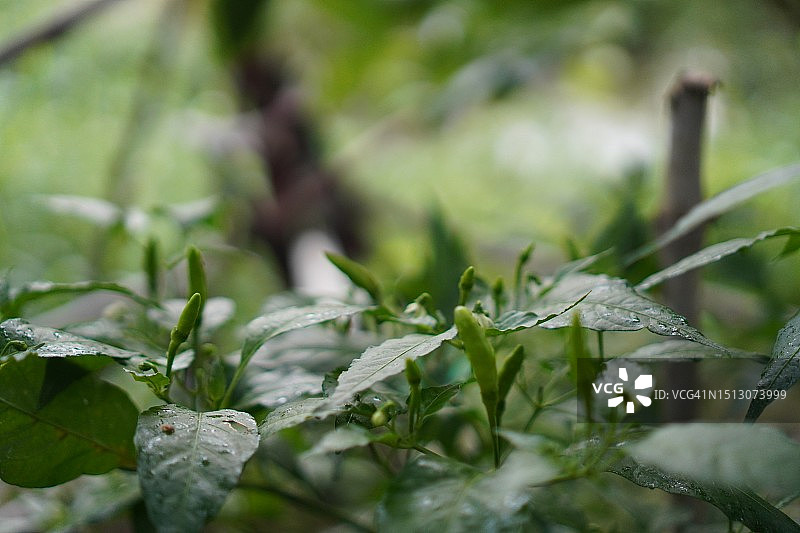 泰国绿辣椒，辣椒，在花园中绽放，辣椒图片素材