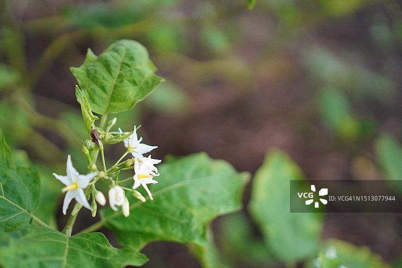 Solanum torvum，豌豆茄图片素材