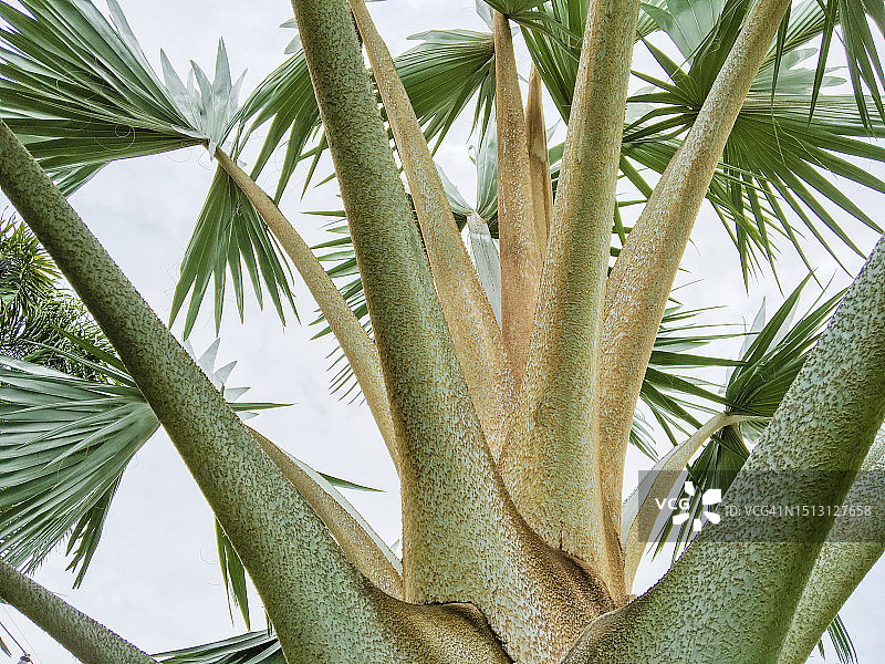 棕榈树特写图片素材