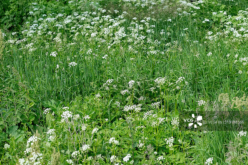 白色小花和绿色植物背景上的森林峨参图片素材