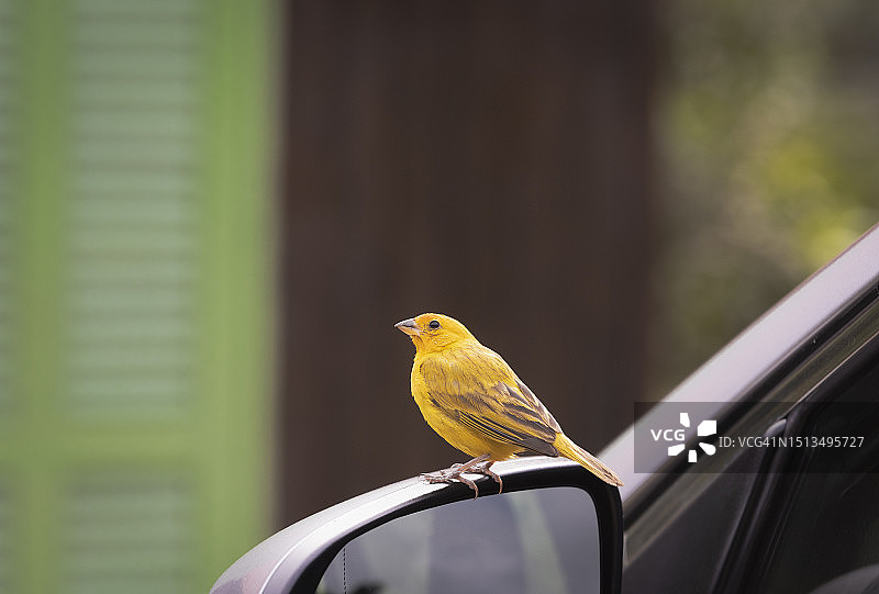 金丝雀鸟图片素材