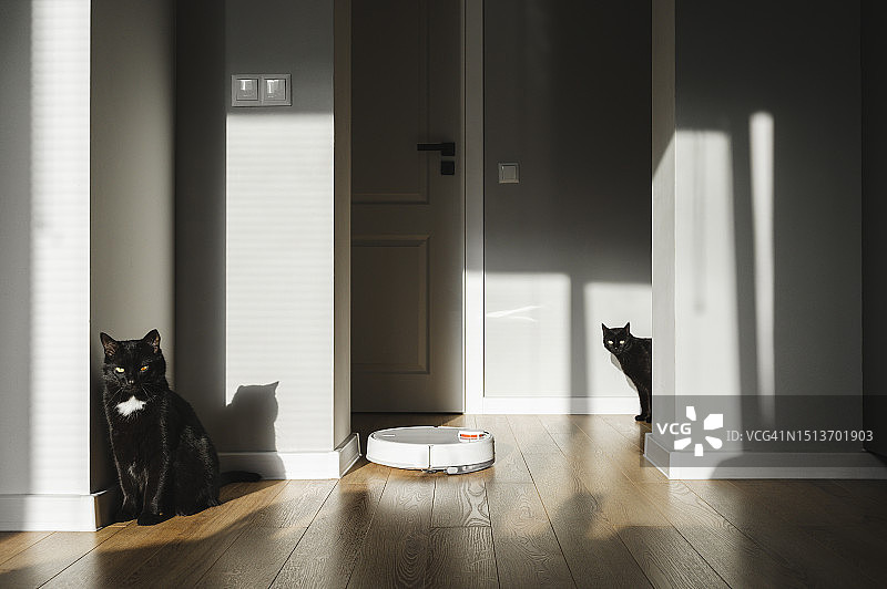 黑猫盯着扫地机器人图片素材