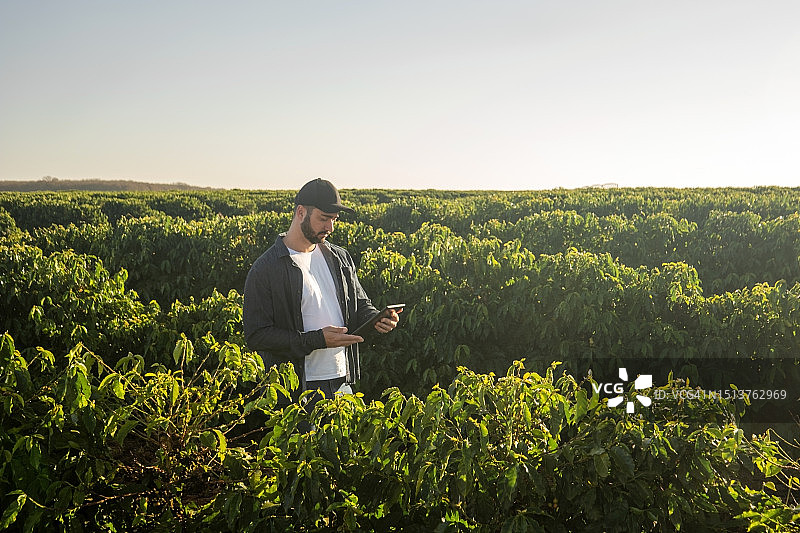 在咖啡种植园里的男人图片素材