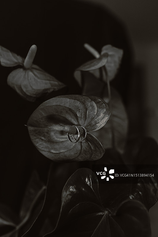 黑白结婚戒指静物图片素材