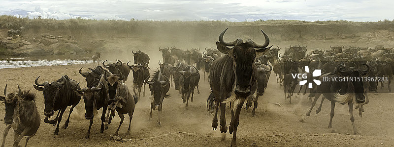 马赛马拉的角马图片素材