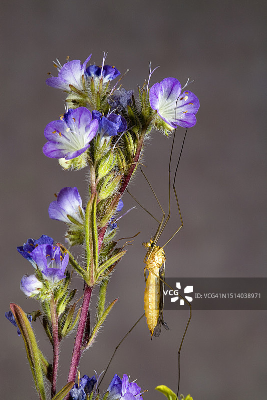 花朵上的大蚊图片素材