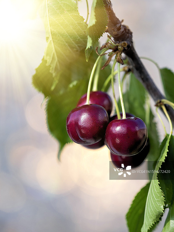 阳光下成熟的樱桃树枝图片素材