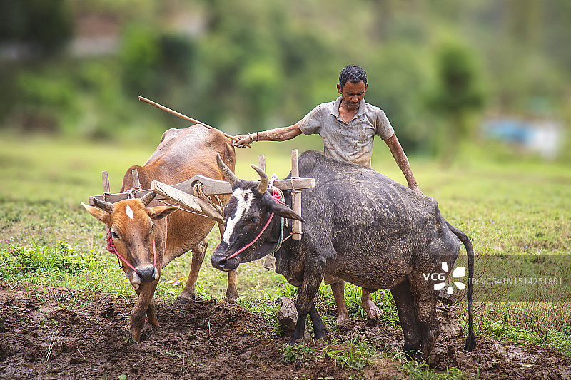 印度农民犁地图片素材