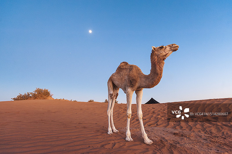 摩洛哥撒哈拉沙漠营地黄昏骆驼图片素材