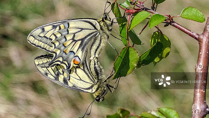 燕尾蝶交配图片素材
