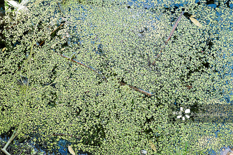 绿色沼泽自然背景，顶部视角图片素材