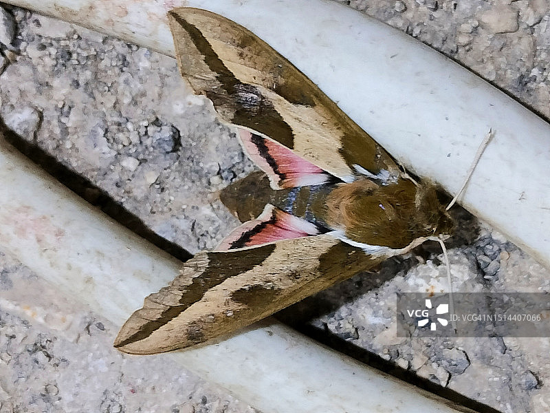 大戟天蛾图片素材