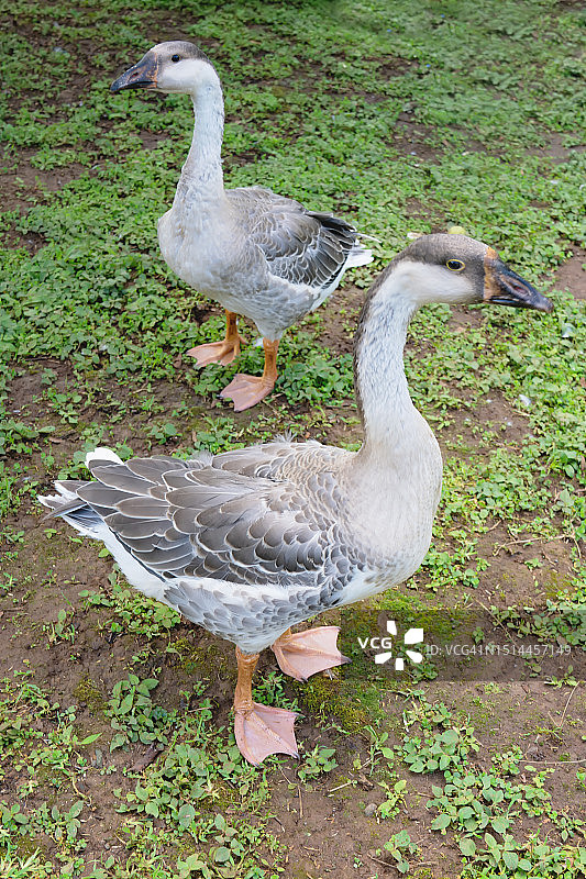 草地上的家鹅图片素材