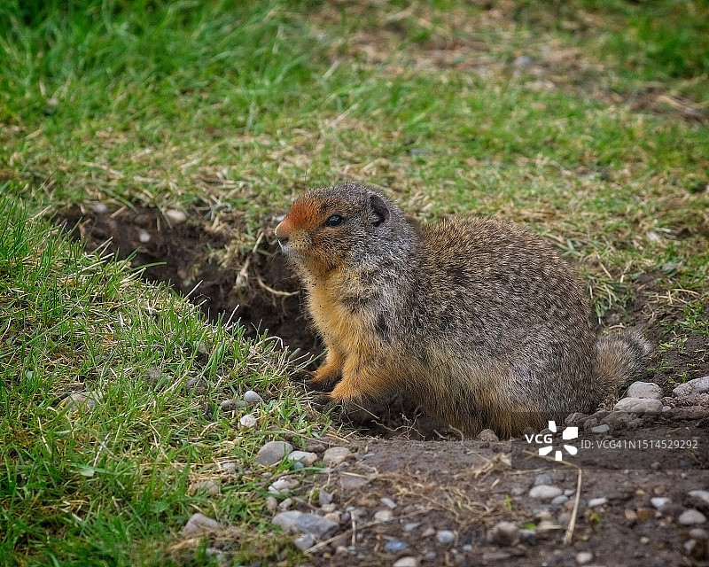 土拨鼠图片素材